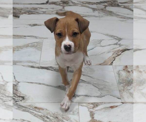 Medium Photo #2 Boxer-Unknown Mix Puppy For Sale in pomfret, CT, USA