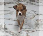 Small #1 Boxer Mix