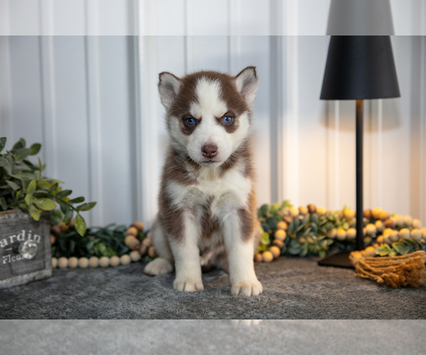 Medium Photo #23 Siberian Husky Puppy For Sale in SHREVE, OH, USA