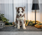 Puppy Tyke Siberian Husky