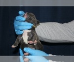 Small #36 American Bully