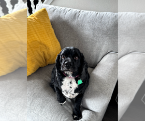 Cocker Spaniel Dogs for adoption in Sioux Falls, SD, USA
