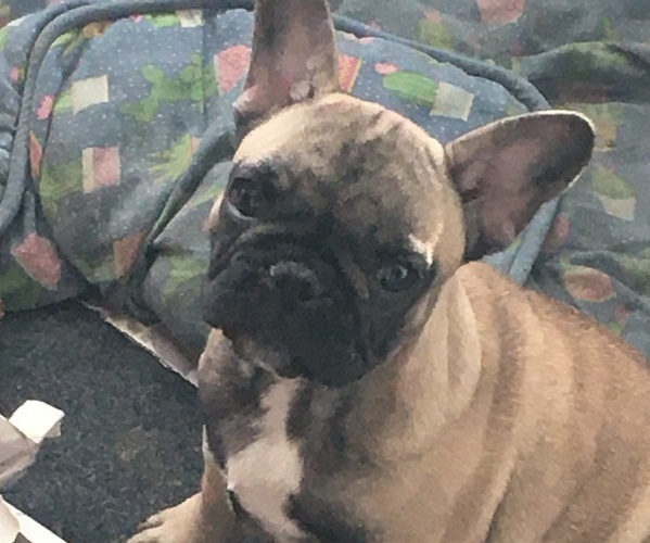 Medium Photo #1 French Bulldog Puppy For Sale in JACKSON, NJ, USA