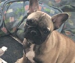 Small Photo #1 French Bulldog Puppy For Sale in JACKSON, NJ, USA