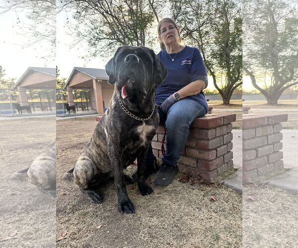 Medium Photo #5 Mastiff Puppy For Sale in Goodyear, AZ, USA