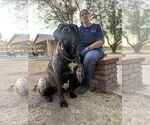 Small #4 Mastiff