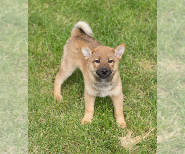 Medium Photo #2 Shiba Inu Puppy For Sale in MILWAUKEE, WI, USA