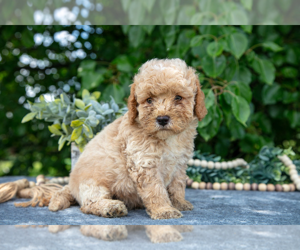 Medium Photo #10 Poodle (Miniature) Puppy For Sale in WOLCOTTVILLE, IN, USA