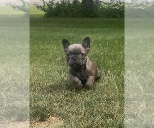 Medium French Bulldog