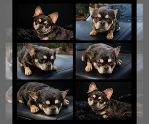French Bulldog Puppy for sale in SNELLVILLE, GA, USA