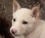 Small Photo #20 German Shepherd Dog-Siberian Husky Mix Puppy For Sale in SAINT MARYS, KS, USA