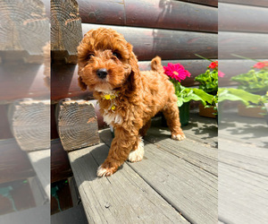 Goldendoodle (Miniature) Puppy for sale in NOVI, MI, USA