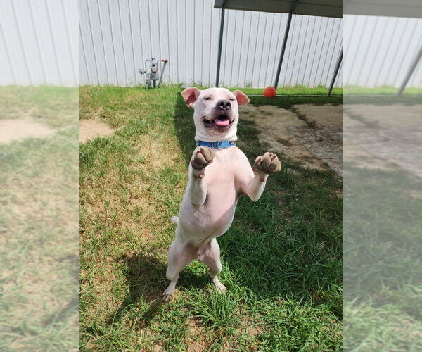 Medium Photo #9 American Pit Bull Terrier Puppy For Sale in Evansville, IN, USA