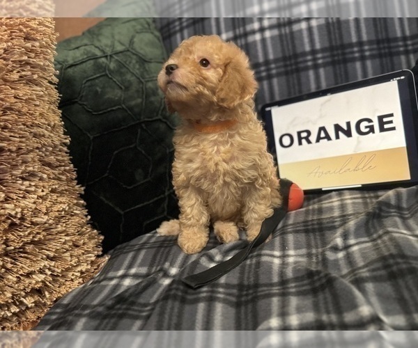 Medium Photo #3 Goldendoodle Puppy For Sale in HARTFORD, CT, USA