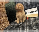 Small Photo #57 Goldendoodle Puppy For Sale in HARTFORD, CT, USA