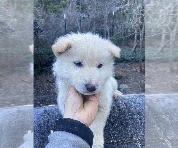 Medium Photo #1 Gerberian Shepsky Puppy For Sale in MAD RIVER, CA, USA