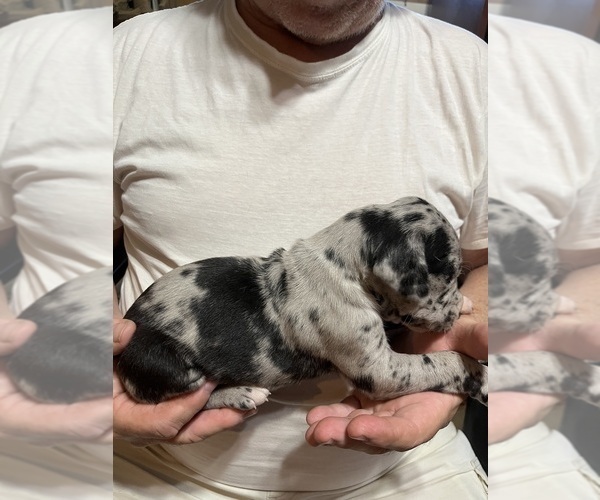 Medium Photo #9 Great Dane Puppy For Sale in SPRAGGS, PA, USA