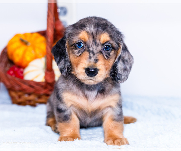 Medium Photo #3 Dachshund Puppy For Sale in WAKARUSA, IN, USA