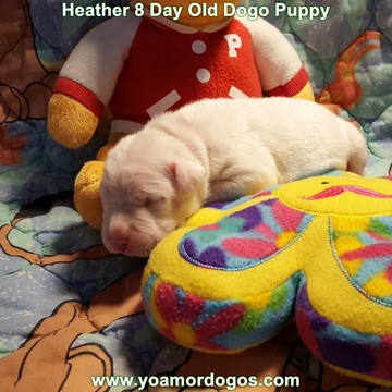 Medium Photo #22 Dogo Argentino Puppy For Sale in JANE, MO, USA