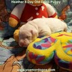 Small Photo #22 Dogo Argentino Puppy For Sale in JANE, MO, USA