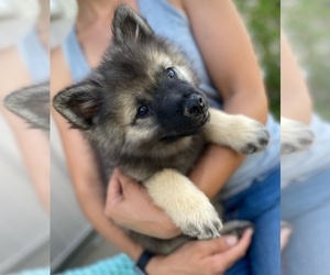 Keeshond Puppy for sale in COLORADO SPRINGS, CO, USA