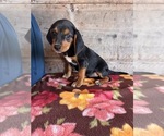 Small #12 Beagle