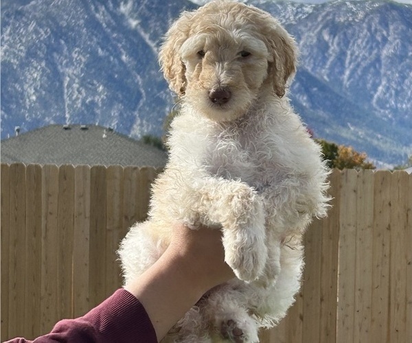 Medium Photo #2 Poodle (Standard) Puppy For Sale in GARDNERVILLE, NV, USA