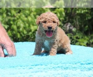 Goldendoodle (Miniature) Puppy for sale in DYERSBURG, TN, USA