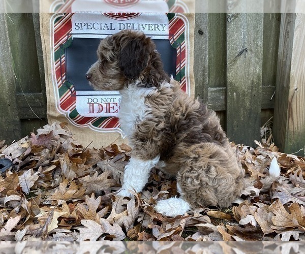 Medium Photo #20 F2 Aussiedoodle Puppy For Sale in CHAPEL HILL, NC, USA