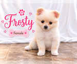 Litter of 4 - Male(s) and Female(s) ChiranianLitter of Puppies for Sale - Photo #5