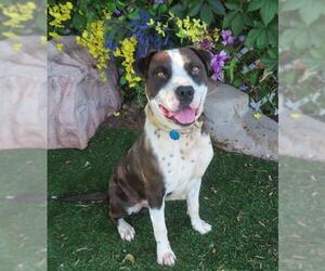 American Pit Bull Terrier-Unknown Mix Dogs for adoption in Oklahoma City, OK, USA