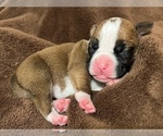 Small Photo #29 Boxer Puppy For Sale in PONTOTOC, MS, USA