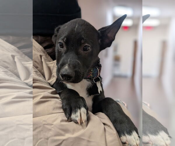 Medium Photo #2 Mutt Puppy For Sale in Holly Springs, NC, USA