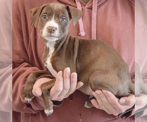 Medium Photo #2 Border Collie-Chocolate Labrador retriever Mix Puppy For Sale in Huntley, IL, USA