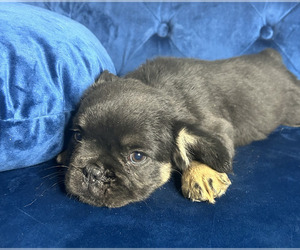 French Bulldog Puppy for sale in LOS ANGELES, CA, USA