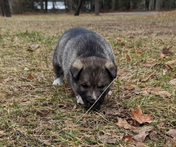 Medium Photo #6 Siberian Husky Puppy For Sale in OSCODA, MI, USA