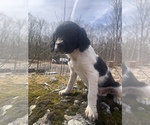 Puppy Moo Cow Brittany