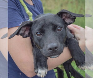 Border Collie-Unknown Mix Dogs for adoption in Huntley, IL, USA