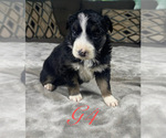 Puppy Girl 4 Australian Shepherd