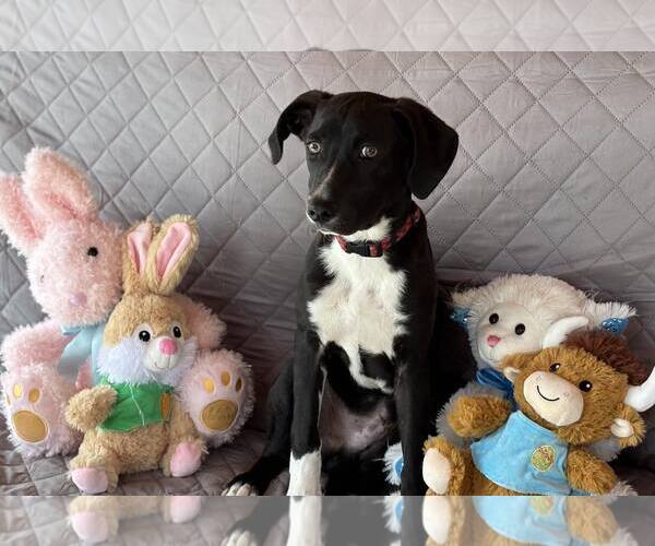 Medium Photo #1 Mutt Puppy For Sale in Mechanicsburg, PA, USA