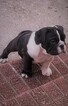 Small Photo #2 English Bulldog Puppy For Sale in CASTALIA, NC, USA