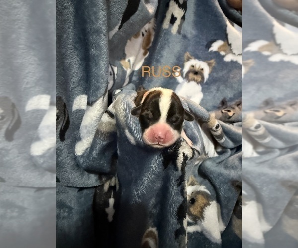 Medium Photo #1 Pembroke Welsh Corgi Puppy For Sale in INDEPENDENCE, MO, USA