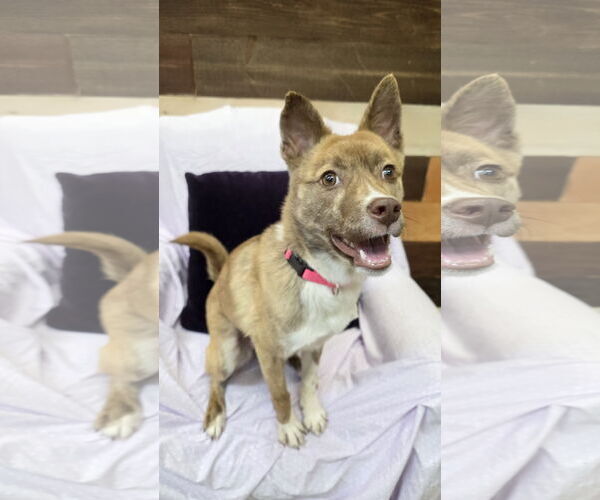 Medium Photo #5 Australian Kelpie-Unknown Mix Puppy For Sale in Rockaway, NJ, USA