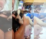 Small #1 Mutt