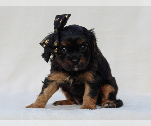 Medium Photo #3 Cavalier King Charles Spaniel Puppy For Sale in LIBERTY, KY, USA