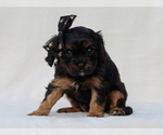 Small #2 Cavalier King Charles Spaniel