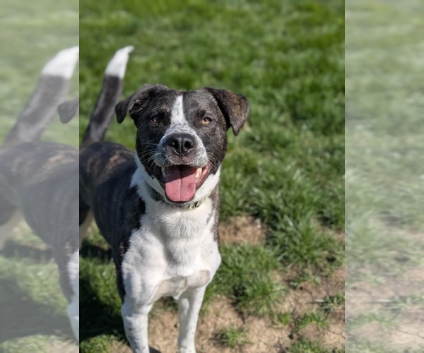 Medium Photo #6 American Pit Bull Terrier-Saint Bernard Mix Puppy For Sale in Germantown, OH, USA