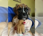 Small Photo #13 Boxer Puppy For Sale in WATERFORD, PA, USA