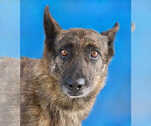 Holland Shepherd-Unknown Mix Dogs for adoption in Pasadena, CA, USA