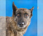 Small Holland Shepherd Mix